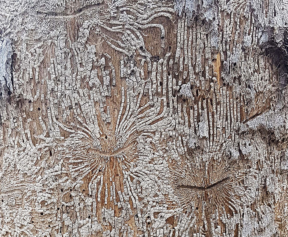 scolytes