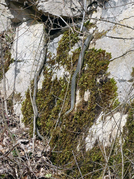 Couleuvre