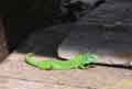 LEXARD VERT